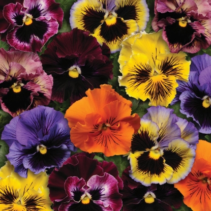 Picture of Pansy - Frizzle Sizzle Mixed F1